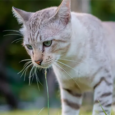 Katze auf Wiese